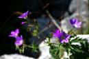 nature alpine 051 * 4368 x 2912 * (3.93MB)